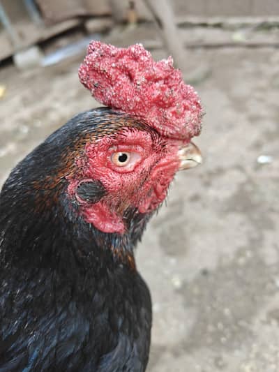 pure black aseel breeder small beak