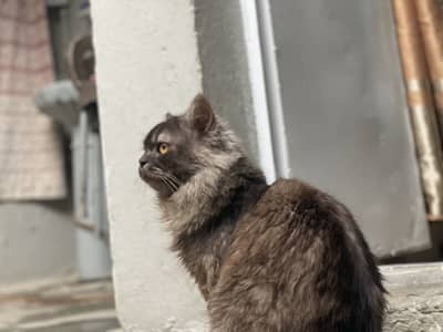 Persian cat