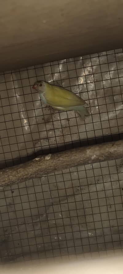 red eye gouldian femles