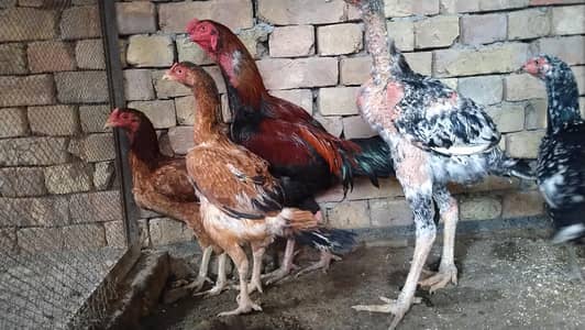 3 female 2 male sale