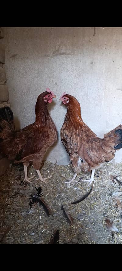 golden misri | desi murgi | egg laying hen 03096360200