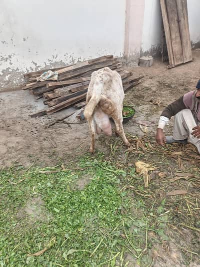 Makki cheeni bakri goat pregnant