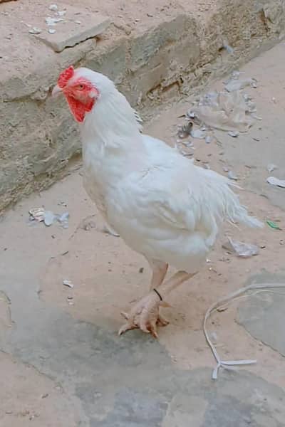 papper white heera aseel Breeder male