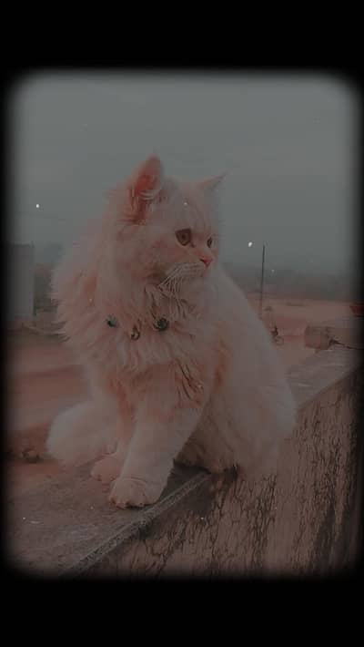 The Persian cat is one of the most beautiful