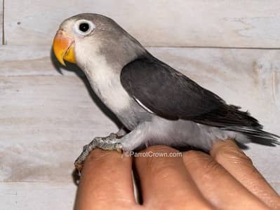 Friendly Play full Fly tame Love bird