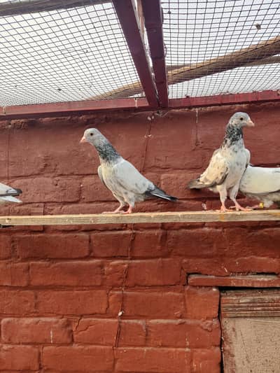 Golden kamger pigeon for sale only 2000 pr
