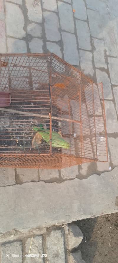 urgent sale 03405756702call