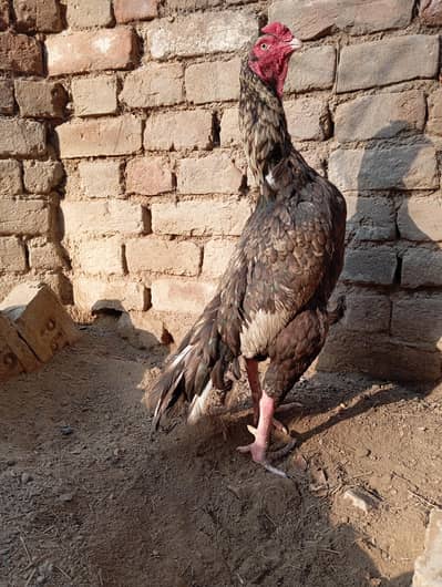 Aseel shajra or Aseel herra bhoska