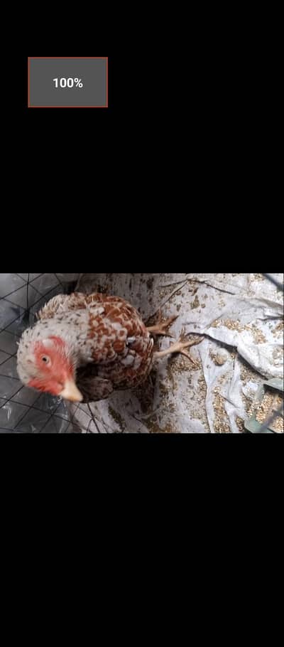 murgi bengam or minawali croos ma sa ha