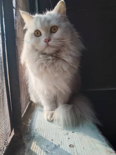 persian cat female  for sale 3 cot