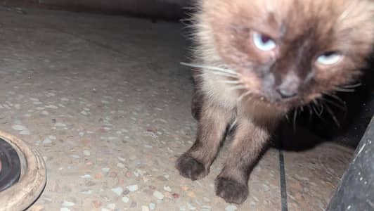 urgant for sale cat