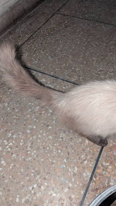 white and dark brown