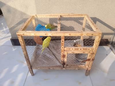 1 pair healthy male and female red eyes with cage