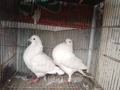 King pigeon pair for sale