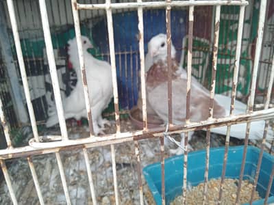 sentient pigeon pair for sale