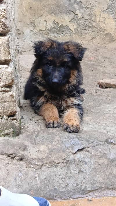 German Shepherd Top Quality Female puppy