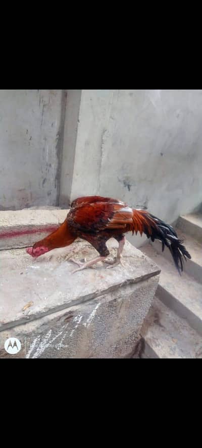 khaki sleta & Sontol Sontol 4500