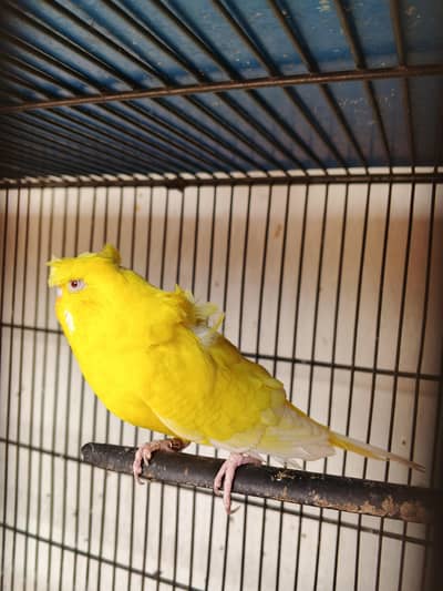 Cocktails / Loverbirds / Conure / Ringneck / Hogoromo