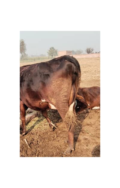 بچہ دینے والی دودھ دینے والی گائے برائے فروخت – 16 کلو دودھ