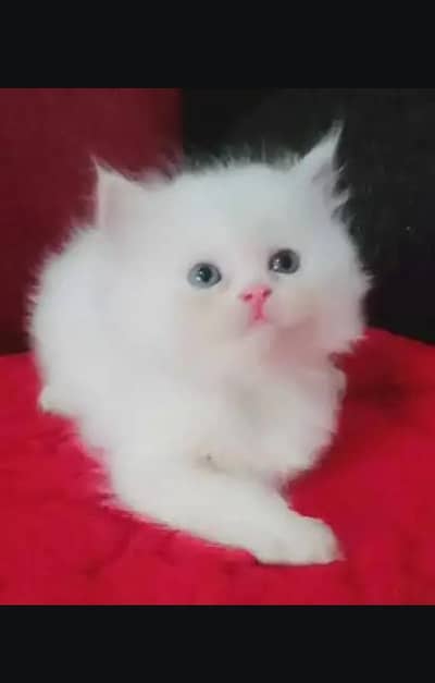 Persian female kitten for sale. my WhatsApp number 0320*24-100*47