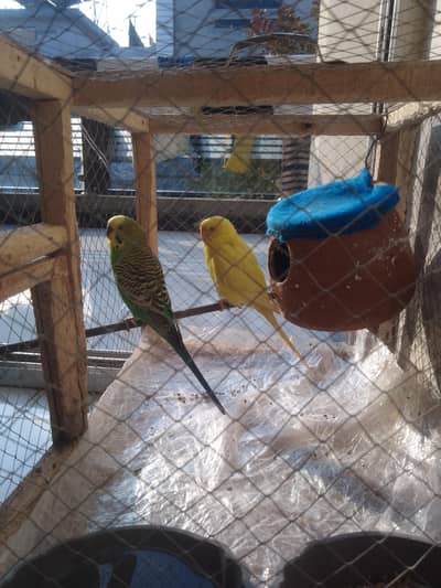 1 pair healthy male and female red eyes with cage