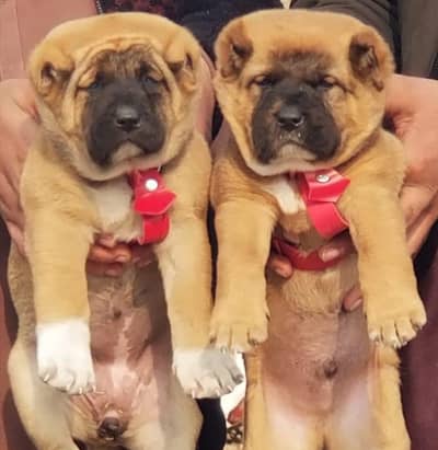 king kurdish kangal Dog /security dog / kurdish kangal pair for sale