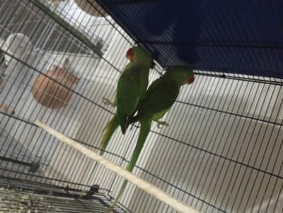 pahari parrot