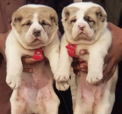 Alabai Pair / Alabai Dog / king Alabai Pair security dog for sale