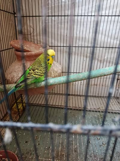 exhibition bajri for sale