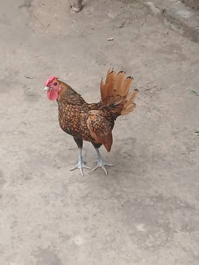 breeder set one male and 2 female