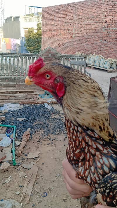 Aseel bajra patha high quality 9 month old