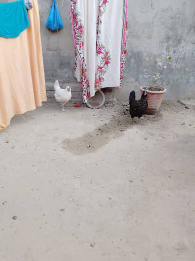 Golden misri hens available.