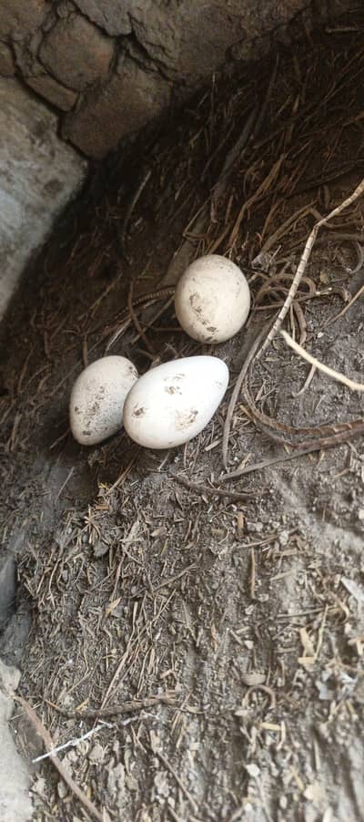 The eggs are the Turkey birds and the eggs is fartile .