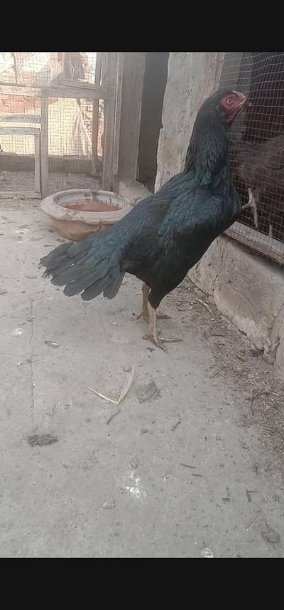 Top quality Thai cross aseel female exchange possible