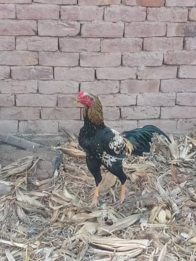 Aseel Murga for Sale