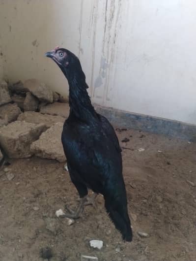 Two aseel mushqa females seeking new home