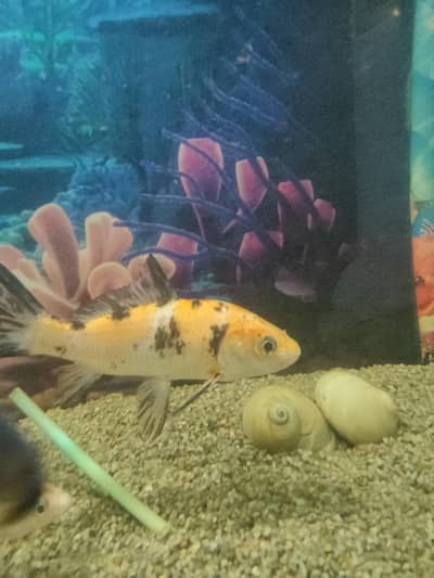 koi fish