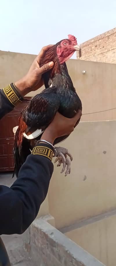 Pure mianwali aseel /pakistani Aseel male / Murga / lakha aseel