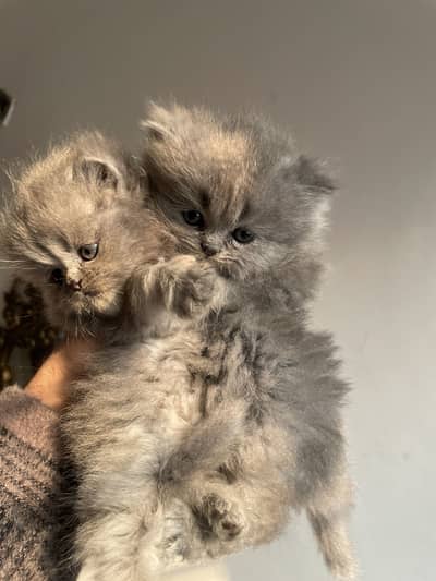 Persian Kitten