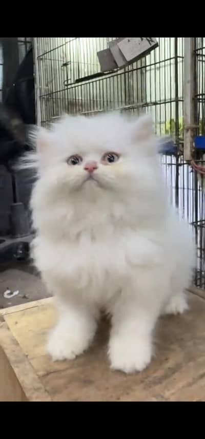 Quality Persian Punch face cat & kitten is03062848895Whatsapp