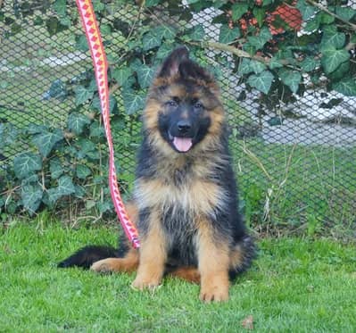 German Shepherd puppy | Long Coat puppies | Dog For Sale | GSD