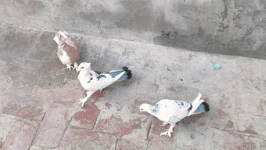 Patthay hn lekin wight pair hay confirm  or lala sherazi Narr hay