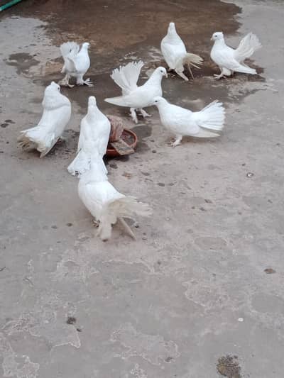 Fantail Pigeons / Indian Fantail/ Lakkay Kabutar