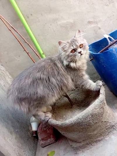 Pure Persian Sami punch pair vaccinated looking for new home