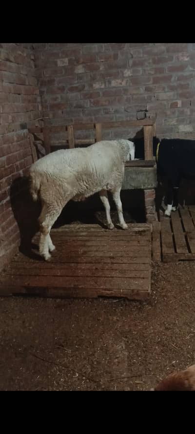 dumba white    black dumba  bakra taddy ba Mashallah health and active