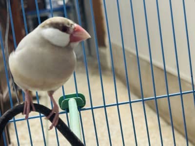 Fawn and Silver Jawa breeder