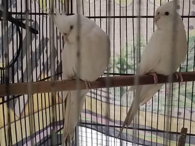 COAKTAIL JAMBO LOVE BIRD VITH 3POTION CAGE