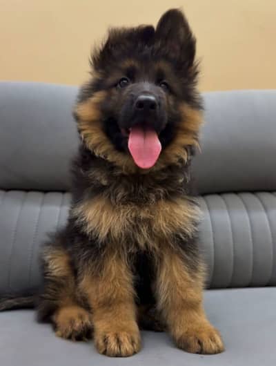 German Shepherd puppy | Long Coat puppies | Dog For Sale | GSD