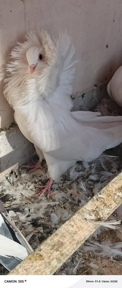 fancy pigeon / pigeon / kabootar / jacobin male