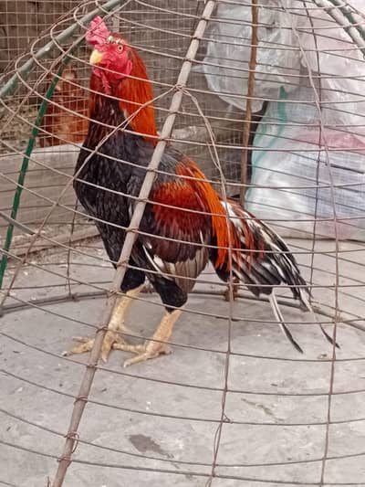 Pure Mianwali Breeder Aseel